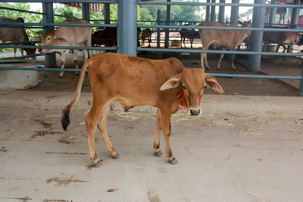 baby cow