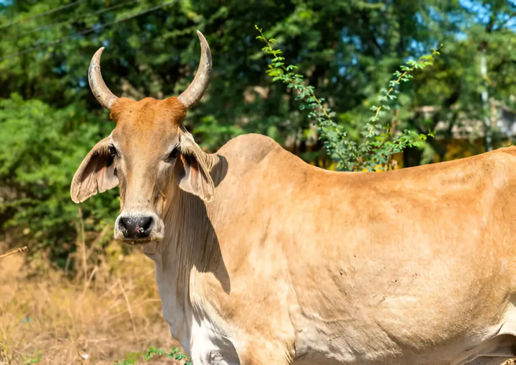 Gau Seva