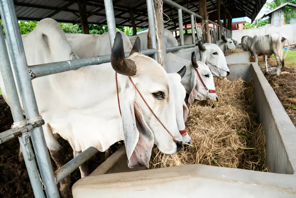 Gau seva - Cow, cow's