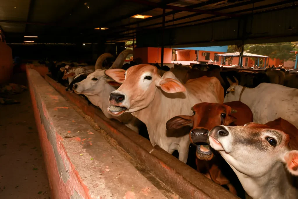 Gau Seva