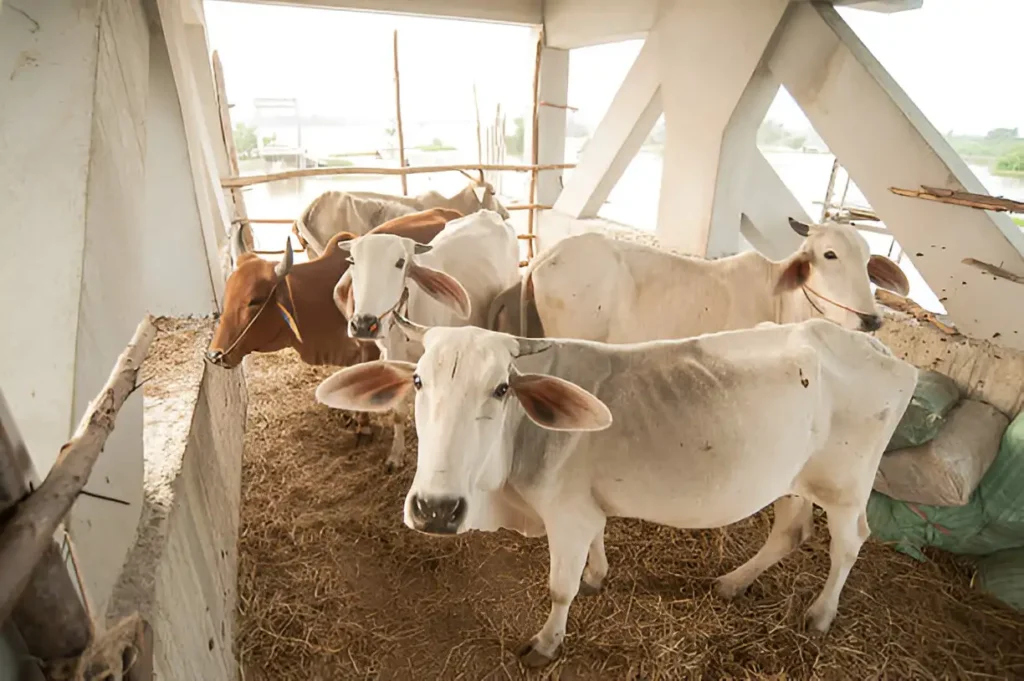 Gau seva - Cow, cow's helping cow's
