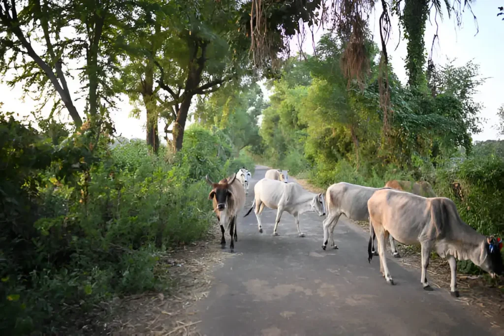 Gau seva - Cow, cow's