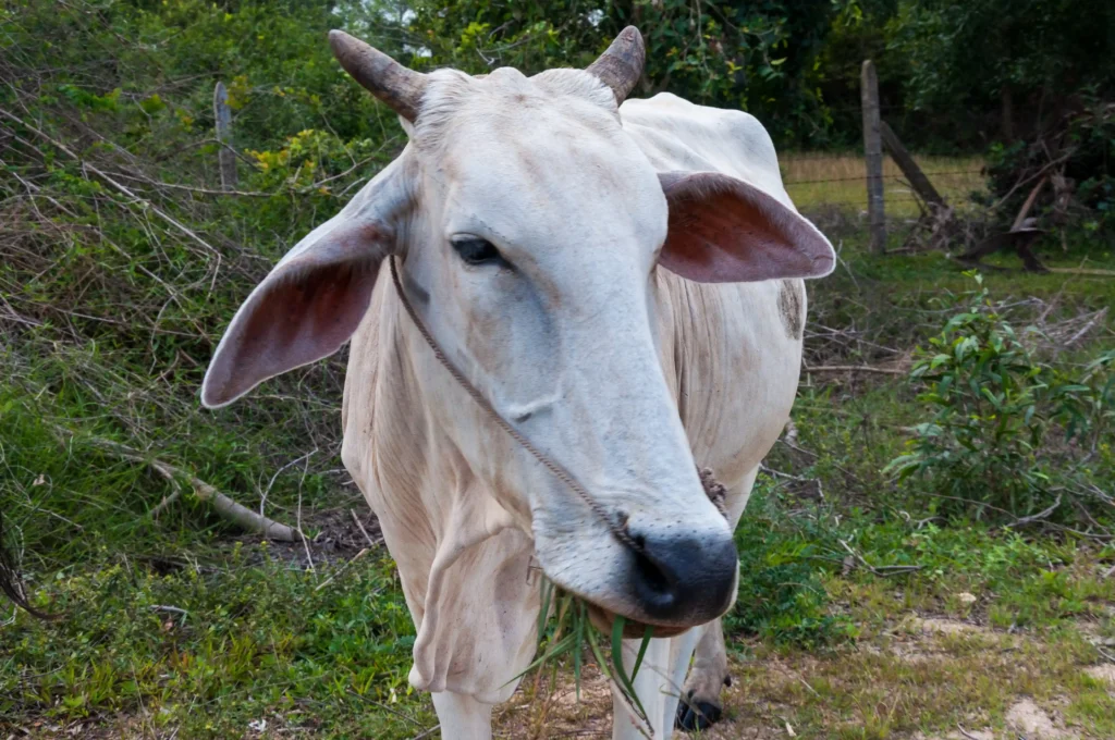 Goseva