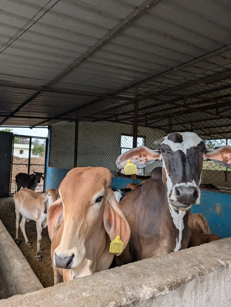 cows in shelter