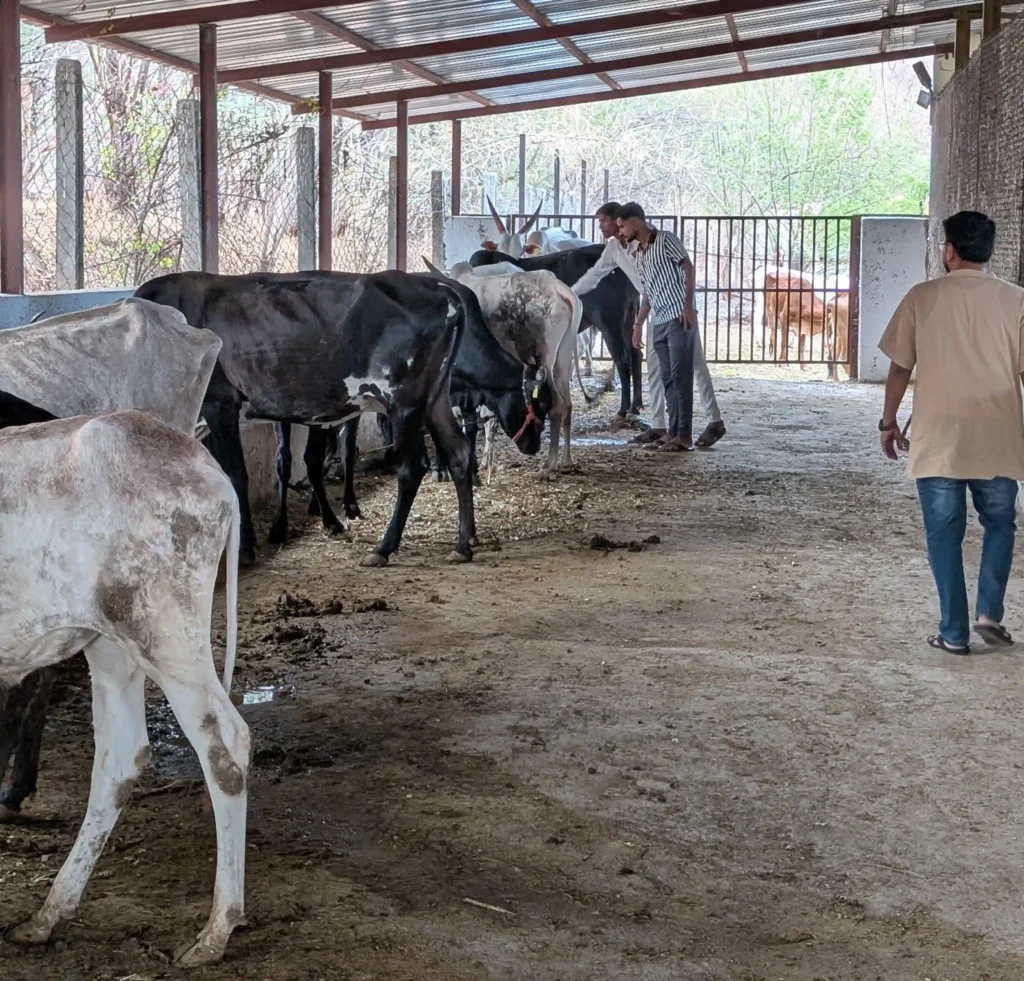 cow shelter