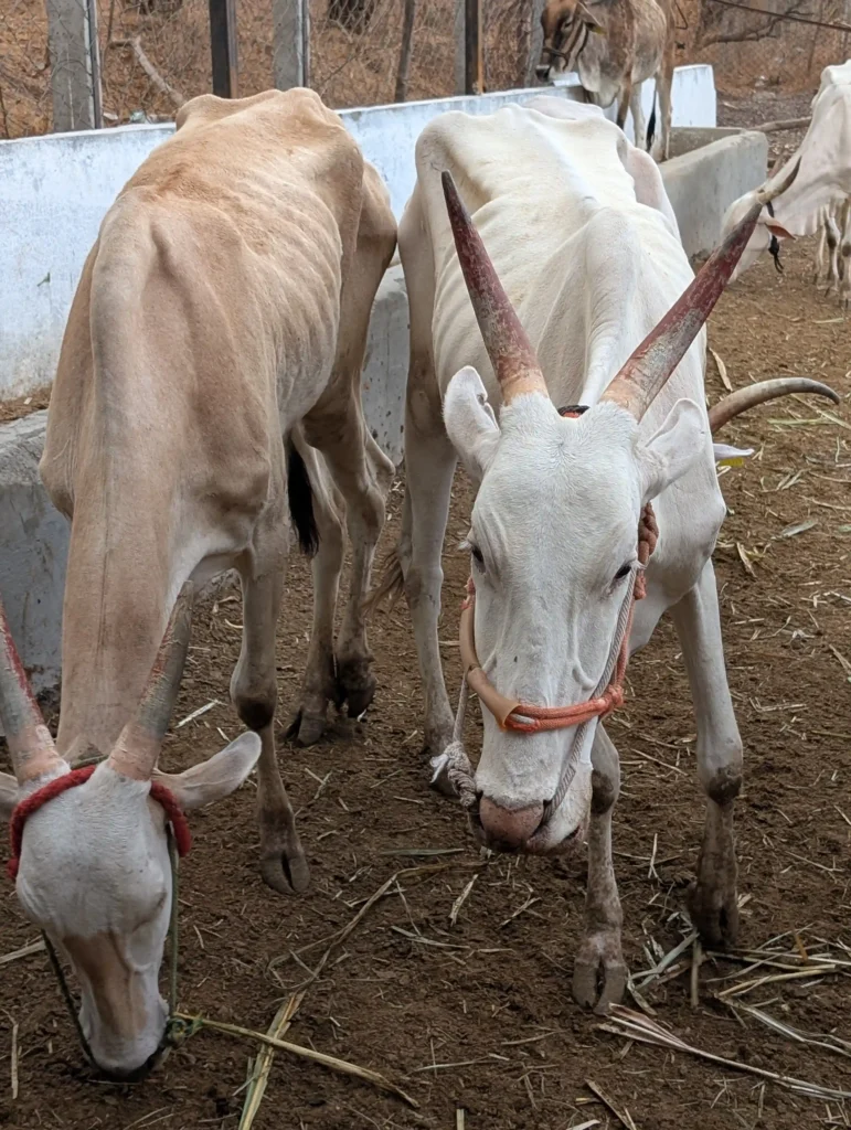 white cow