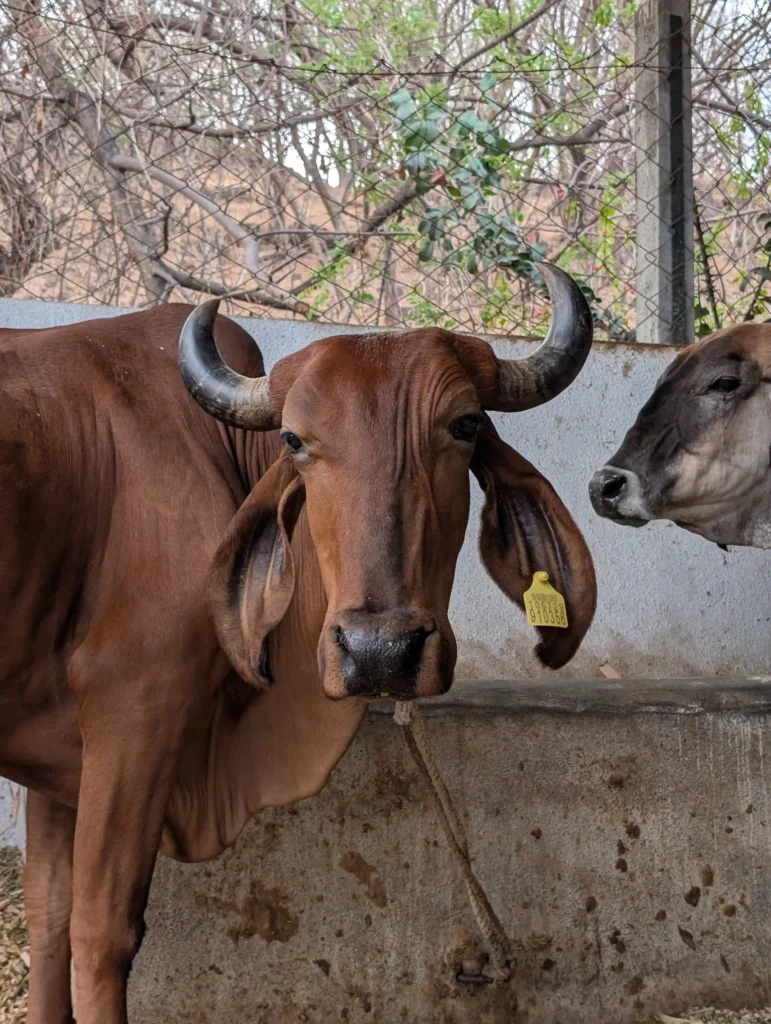 red cow
